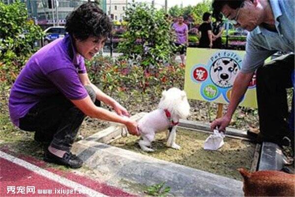 宠物公厕成摆设成狗性，你能看的下去吗？