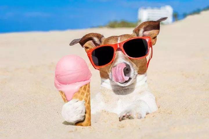 狗狗能吃冰淇淋吗？
