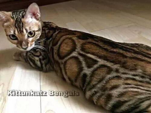 主人表示家里猫，朋友有时看到了会害怕，也不是它很凶，因为...