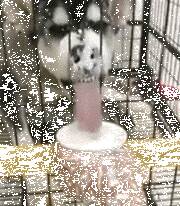 网友喂雪橇犬吃酸奶，下一秒....画面简直惨不忍赌！