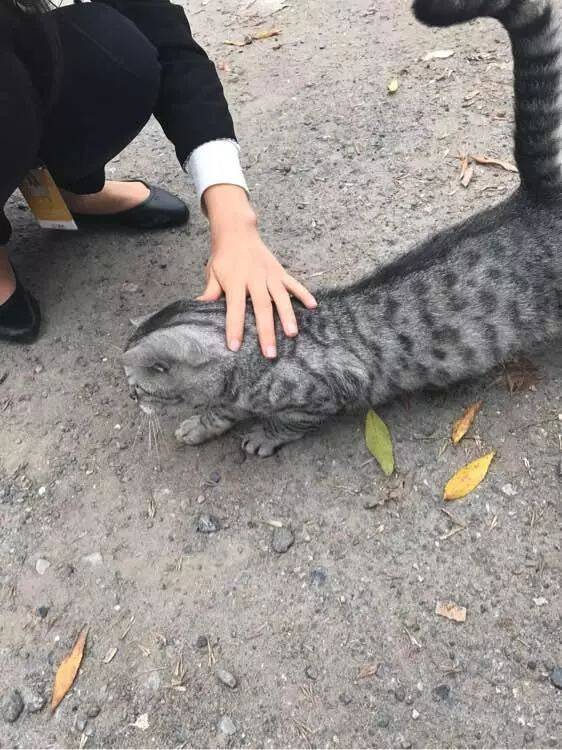 女孩捡到一只英短串老是抢原住民的猫粮，真担心会不会饿死