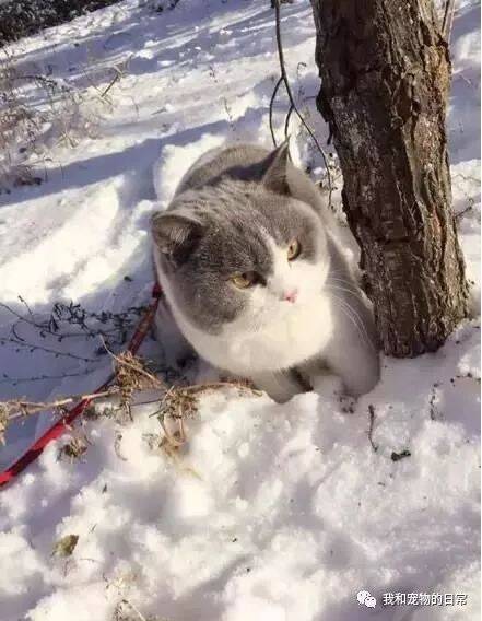 网友第一次带猫咪去雪地里玩，结果却把猫咪吓成了这怂样！