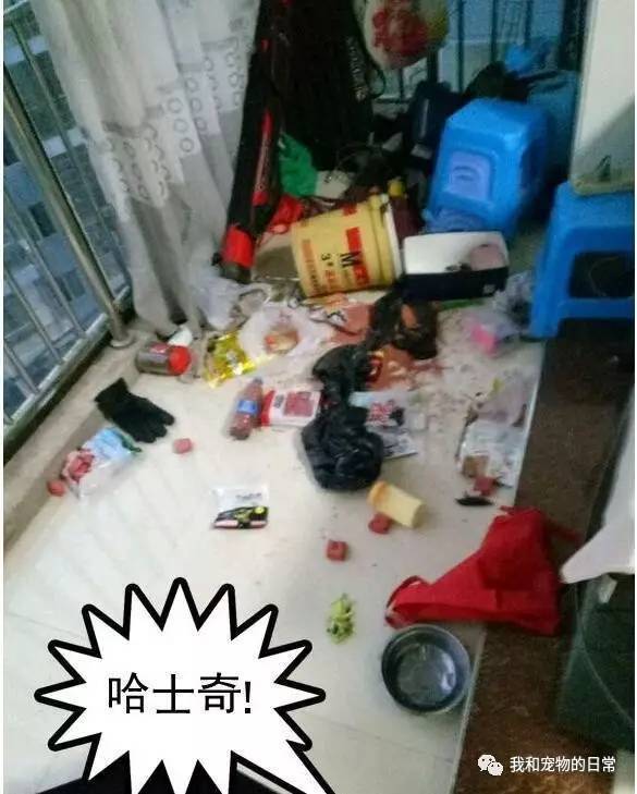 二哈把家拆毁，直接把主人逼疯，主人竟这么惩罚它，让人哭笑不得！