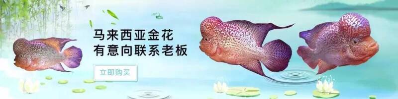美罗盛宴，2017广州国际水族展览会诚邀您的到来~~