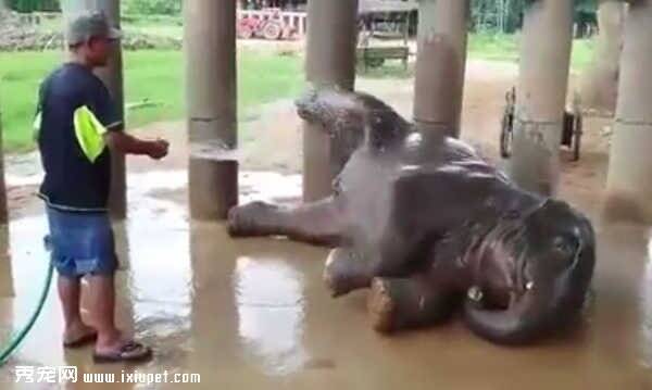 萌萌哒大象喜欢洗澡开心到四仰朝天