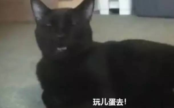 铲屎的带回一只小奶喵，家里的猫狗主子瞬间炸了！