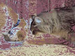 看到了两只互相谦让的猫，看到最后我才明白……
