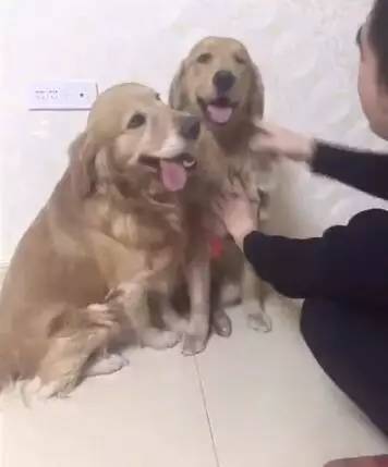 大金毛听主人说要把母金毛赶走，它急得赶紧把母金毛抱在怀里，太有爱了！