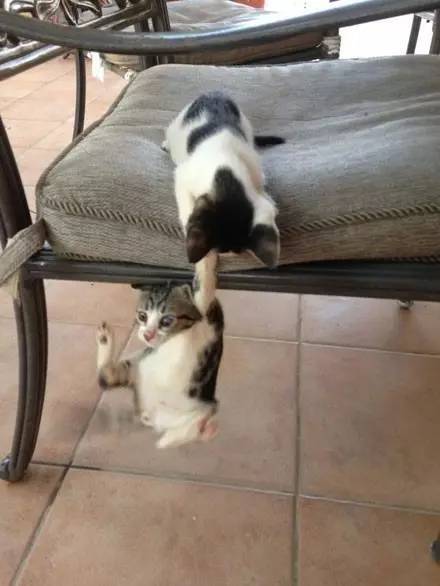 小猫从沙发上掉下去，另一只拉住了它，于是就...