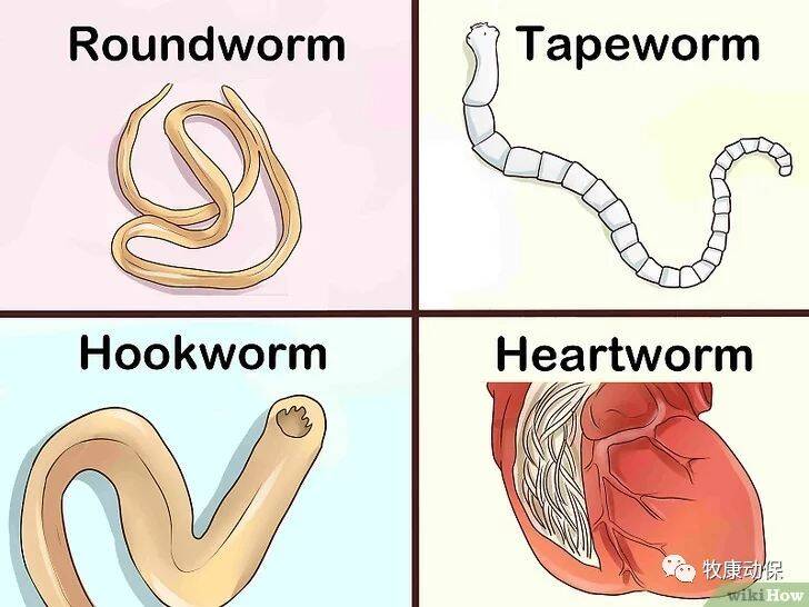 如何辨别狗狗体内各种不同寄生虫