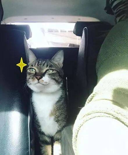网友带猫咪去医院捐血，回来的路上，它竟露出了神秘的微笑…