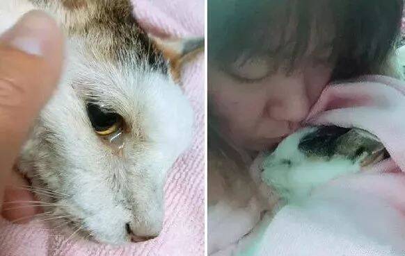 养了22年的老猫临终前泛泪，双手轻摸麻麻脸庞：谢谢你的照顾！