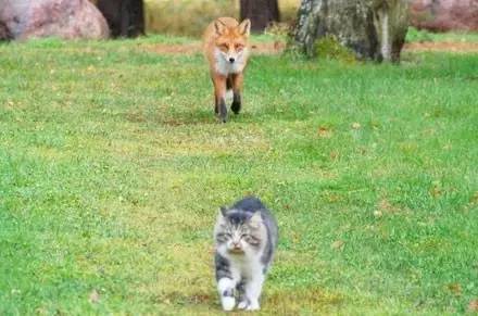一只狐狸好奇的尾随猫咪，被猫发现后……