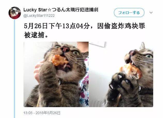 在猫眼里，真的视法纪为无物吗？