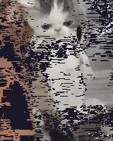 乖乖洗澡的小奶猫，这也太乖、太萌了吧……