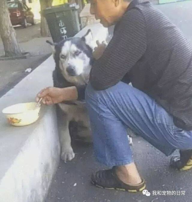 哈士奇老了再也拆不了家了，看到主人的这个举动令人感动！