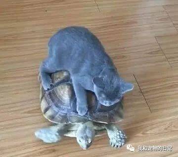 主人给猫咪买了个乌龟作伴，不料一个月后乌龟居然抑郁了！