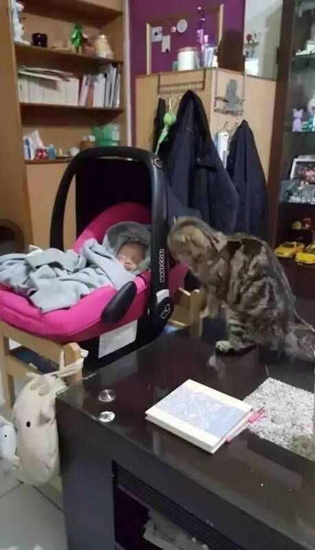 猫咪一直盯着宝宝，以为它对宝宝情有独钟，原来是我想太多了