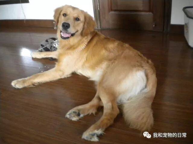 主人一回家就被金毛往鞋里撒尿，知道真相不仅没有骂它，还被它感动了！