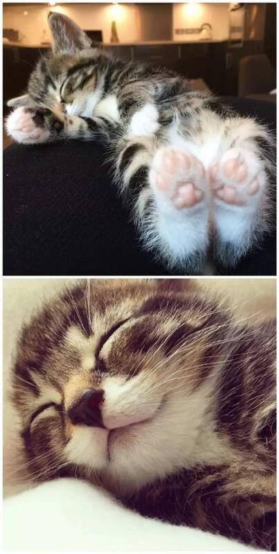 想要一只软软萌萌的小猫咪，给它全世界的小鱼干！ ​​​​