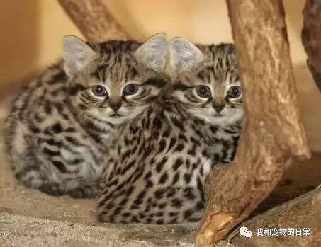 这是世界上最小的猫，长得可爱却很凶猛，一年能消灭3000多只老鼠！