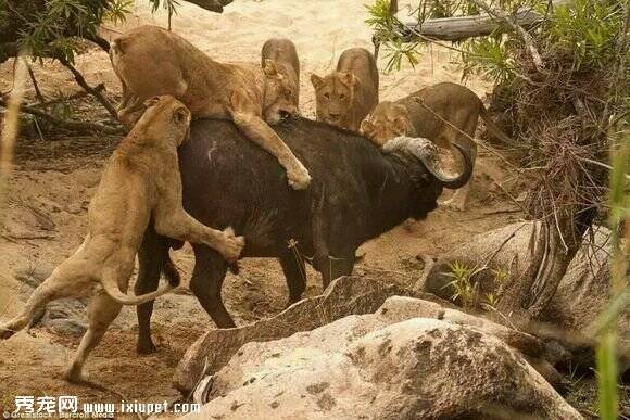 5只狮子围攻一头水牛 水牛顽强与狮群死斗到底
