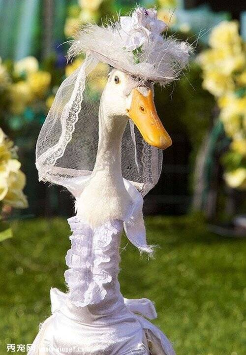 宠物时装秀——鸭子结婚展