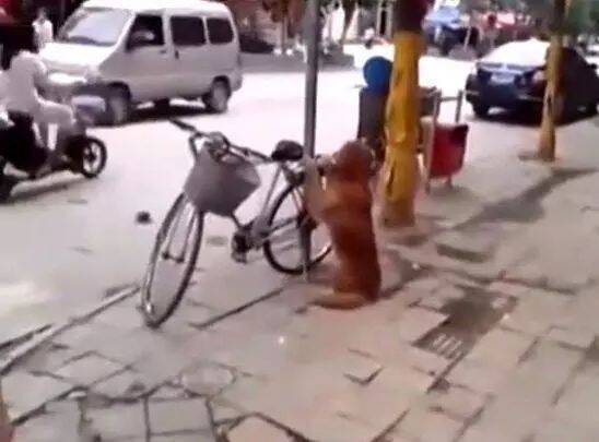 自行车没锁让金毛看车，汪星人的表现让路人感叹：好狗！