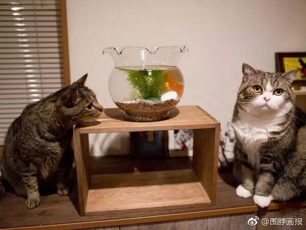 两只猫咪死死盯着鱼缸，主人：别看了，满足你们的愿望