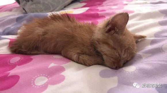 刚买回来的橘猫，第二天又吐又拉，去医院检查是猫瘟，女孩快哭了