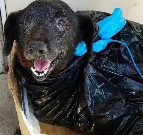 10岁老狗被装在垃圾袋扔到收容所门口，被发现时却还在对大家笑……