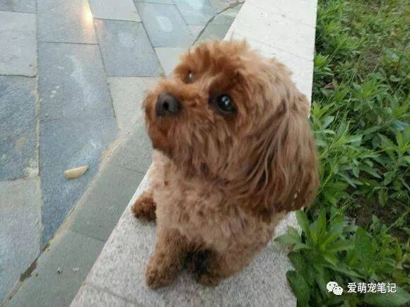 女孩一年之内捡到两只流浪泰迪，个个都可爱，网友：自带捡狗体质
