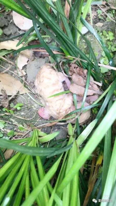 操场发现一只遗弃的小奶猫，医生断言养不活，坚持喂养后出现奇迹