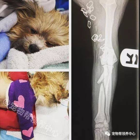 狗狗遭遇车祸只剩两条腿，但它依然乐观亲人，每天都坚强的让人鼻酸...
