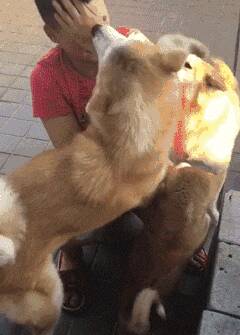 主人在地上哭得很伤心，3只柴犬看到后竟然.....