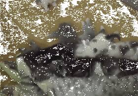 猫妈生了10只喵宝宝，喂奶时竞争激烈，唯独一只…