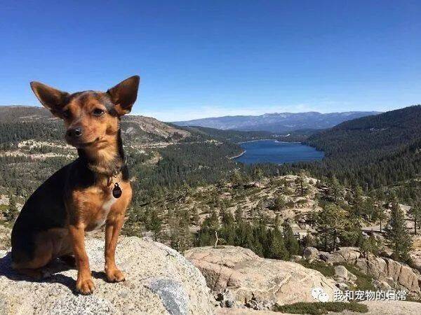 这只狗狗跟着主人旅行探险，探险美国20多州，真是狗生赢家！
