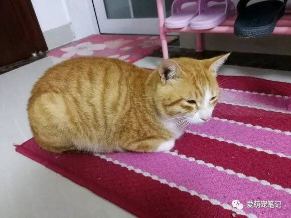 橘猫误食了洗衣液后，现在茶饭不思像是生病了一样，我该怎么办？