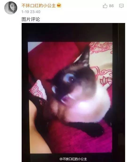 你记得喵大人第一次磕猫薄荷是什么样子吗？