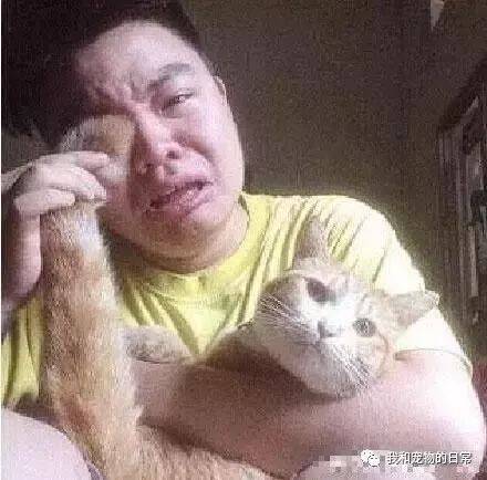 小哥失恋竟然拿起猫掌擦眼泪，猫咪一脸无奈：你最好离朕远点！