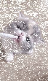 小奶猫喝奶还吧唧嘴，这模样也太萌了吧……