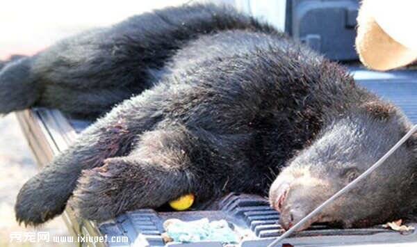 佛州二十年来首次准许猎黑熊 2天杀295只黑熊