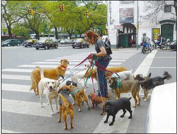 阿根廷人对狗狗的热爱，真让我长见识了！