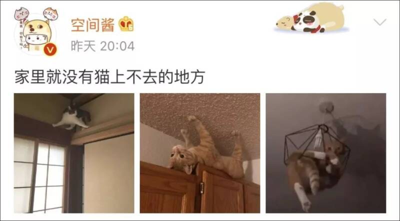 猫奴埋怨：“家里就没有猫上不去的地方！ ​​​​”哈哈哈笑喷~