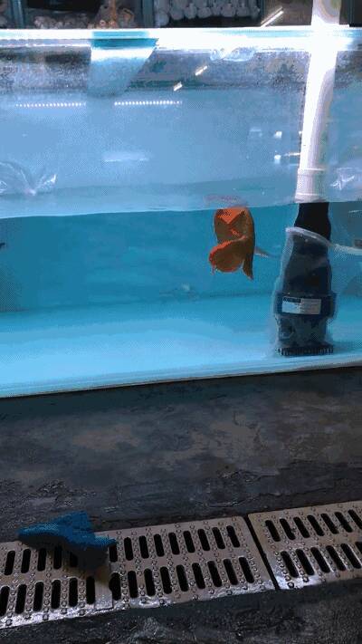 【每日一鱼】见到龙鱼，不皮一下不开心么？！哈哈……
