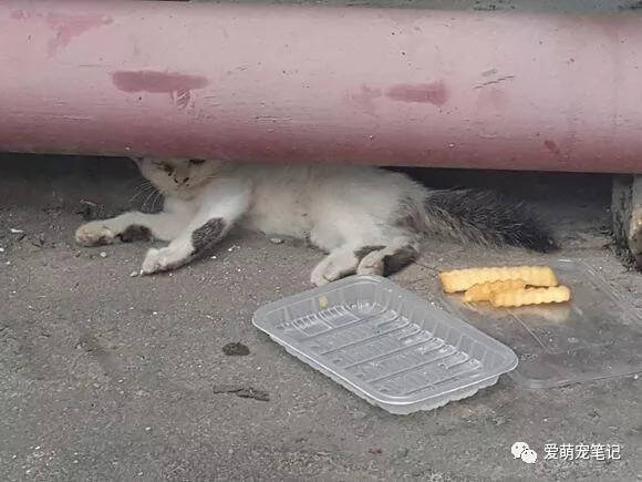 宿舍楼下遇到一只受伤的流浪猫，面对高额的治疗费用，该怎么办呢