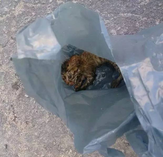 小幼猫被装进打了死结的袋子，被救援一周后样子大不同了