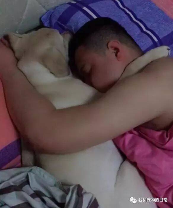 自从家里养了只拉布拉多，老公睡觉都要搂着狗狗睡了，好像它俩才是真正的小两口似的！