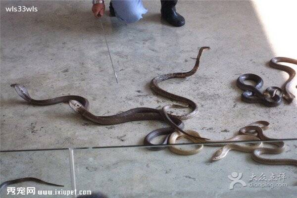 深圳截获13条美国入境活体宠物蛇！