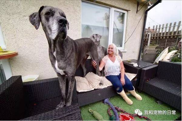 世界上最大的狗狗是它，力气非常大，光是沙发就被它咬烂了23个！